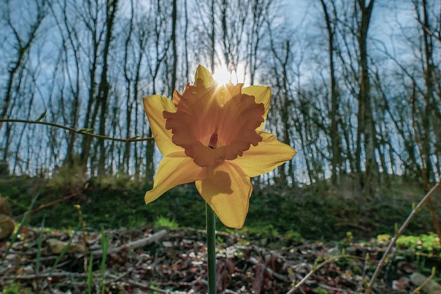 flower, sun, blossom, spring, nature, plant, landscape, yellow HD wallpaper