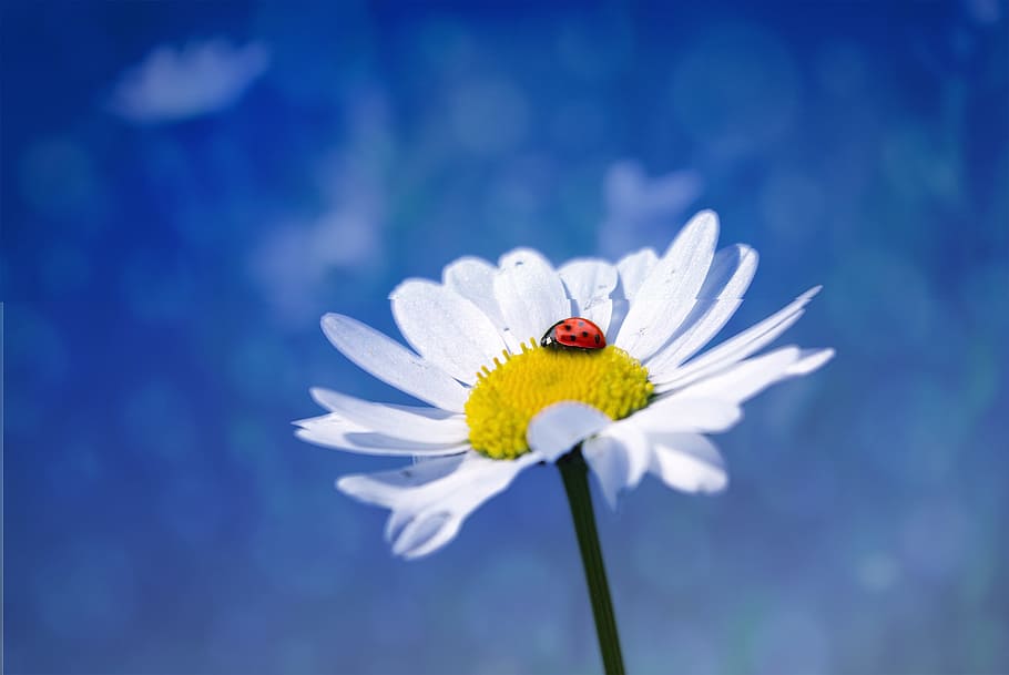 close, closeup, fresh, ladybug, insect, flower, nature, fragrance HD wallpaper