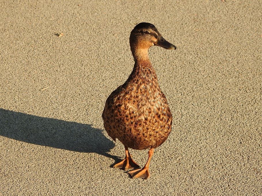 duck, waddle, friendly, sunny, water bird, animal, nature, animal world HD wallpaper