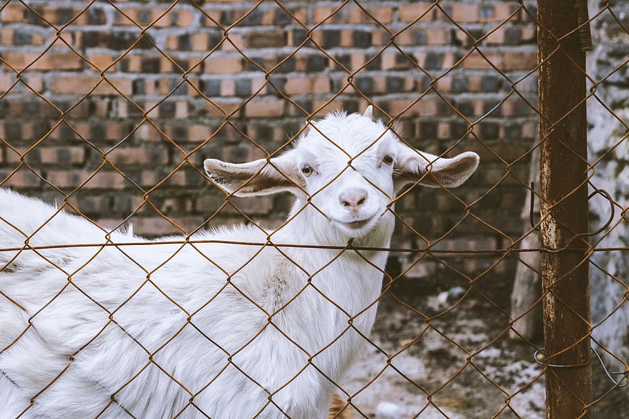 white goat, mammal, animal, mountain goat, wildlife, canine, dog HD wallpaper