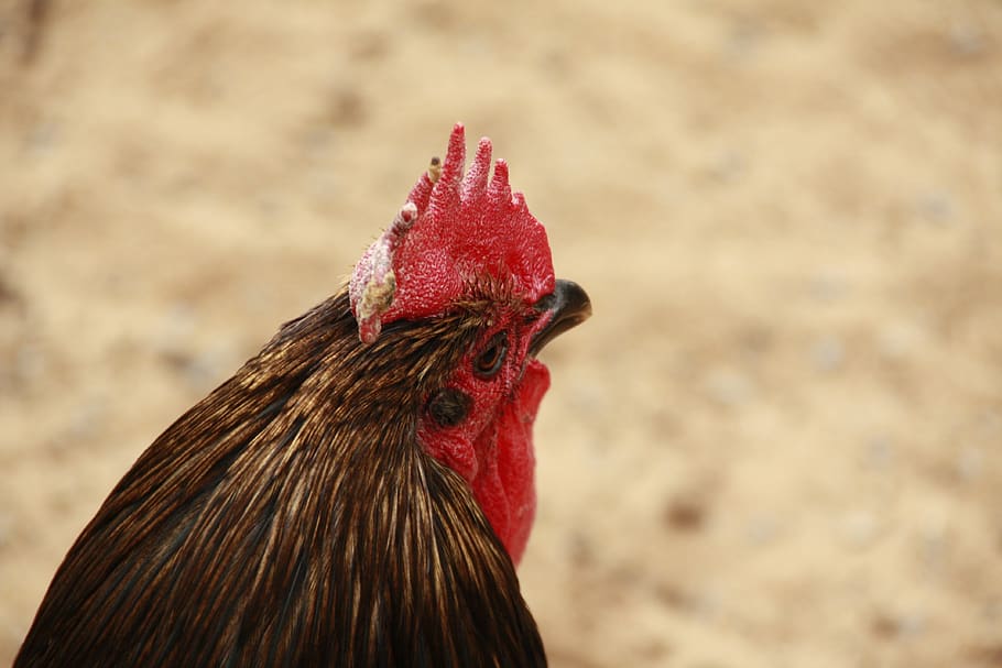 hahn, chickens, poultry, farm, bill, animal, cockscomb, gockel HD wallpaper