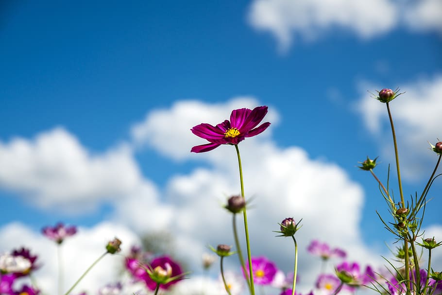 cosmos, sky, cloud, nature, flower, flowering plant, freshness HD wallpaper