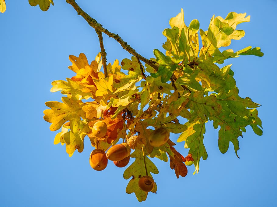 leaves, fall color, bright, branch, acorns, plant, nature, freshness HD wallpaper