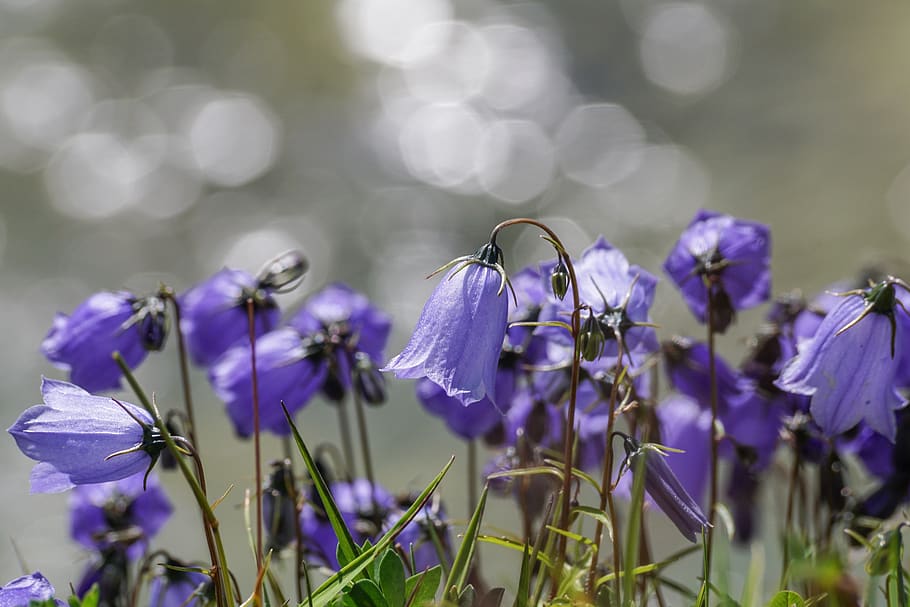 flowers, violet, small bellflower, campanula cochlearifolia