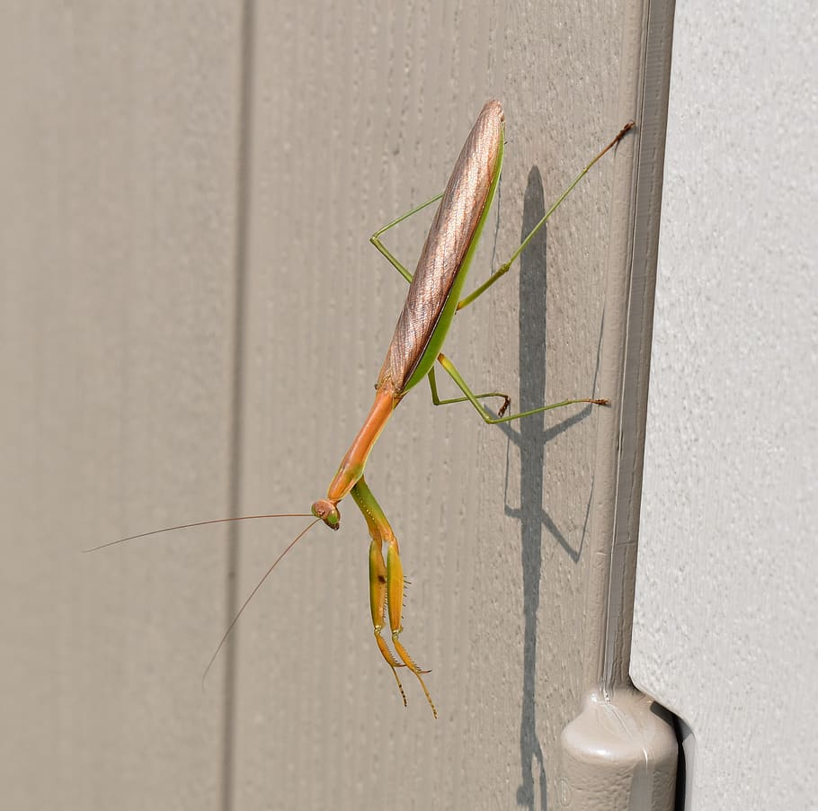 praying mantis, insect, nature, one animal, animal themes, wall - building feature HD wallpaper