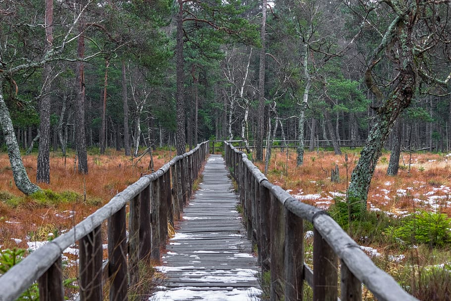 footbridge, path, foothpath, nature, forest, trees, grass, the way forward HD wallpaper