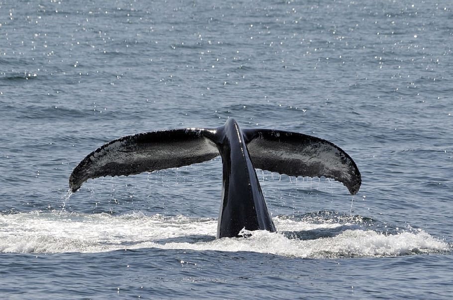 whale, hump, humpback, fish, animal, giant, wild, nature, sea HD wallpaper
