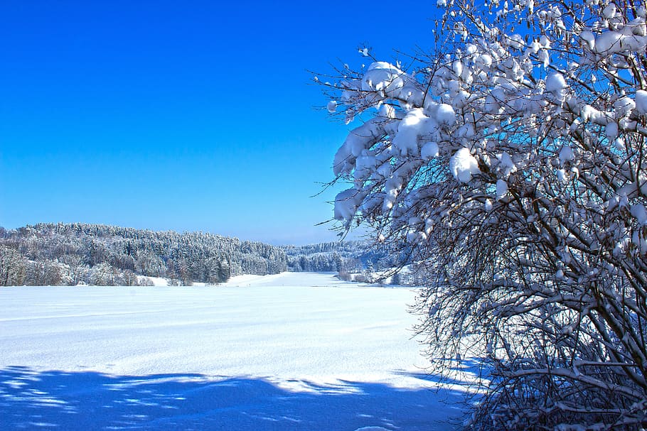 winter, snow, cold, landscape, nature, wintry, sun, white, snowy HD wallpaper
