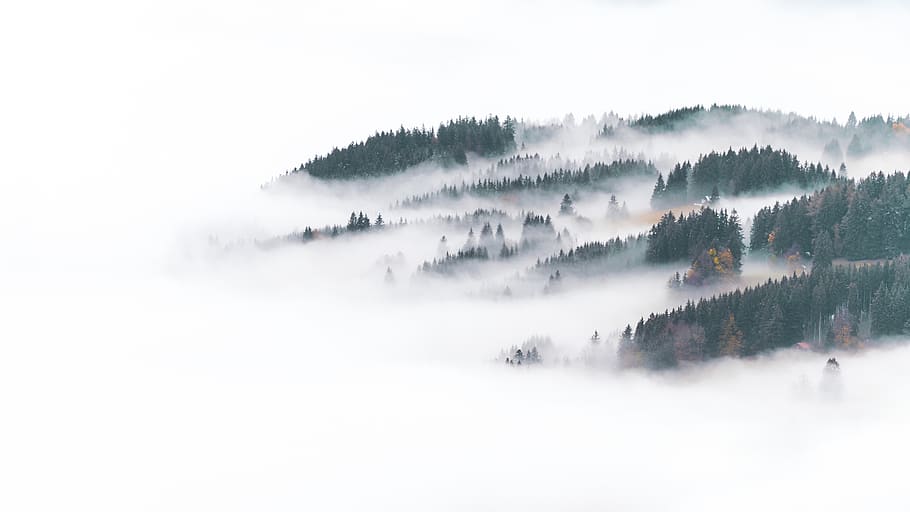 trees in mist, fog, tranquil scene, tranquility, scenics - nature HD wallpaper