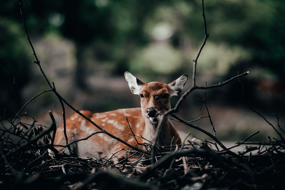 brown deer lying on ground, one animal, animal themes, mammal HD wallpaper
