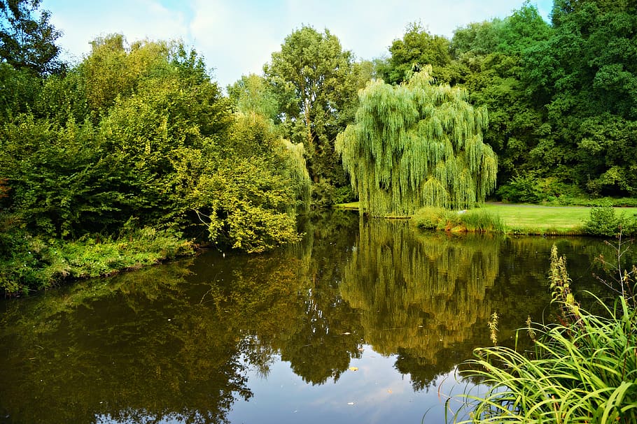 pond, water, trees, park, landscape, reflection, plant, lake HD wallpaper