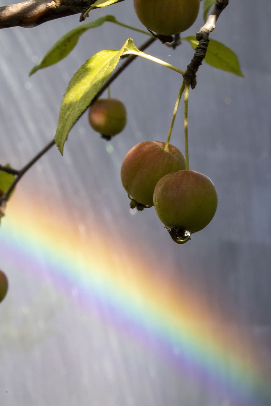 fountain, rainbow, water, walk, garden, break, nature, fruit HD wallpaper
