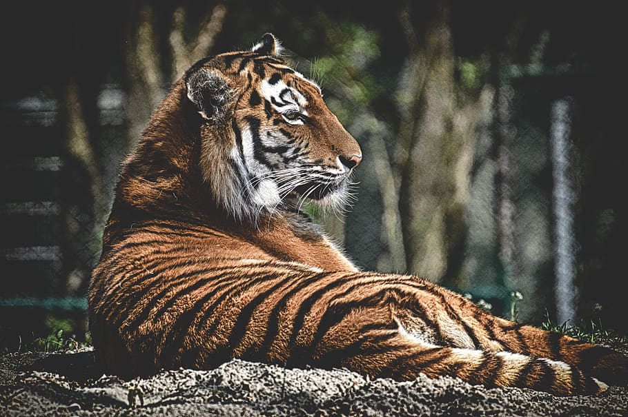 tiger, big cat, predator, wildcat, dangerous, zoo, animals HD wallpaper