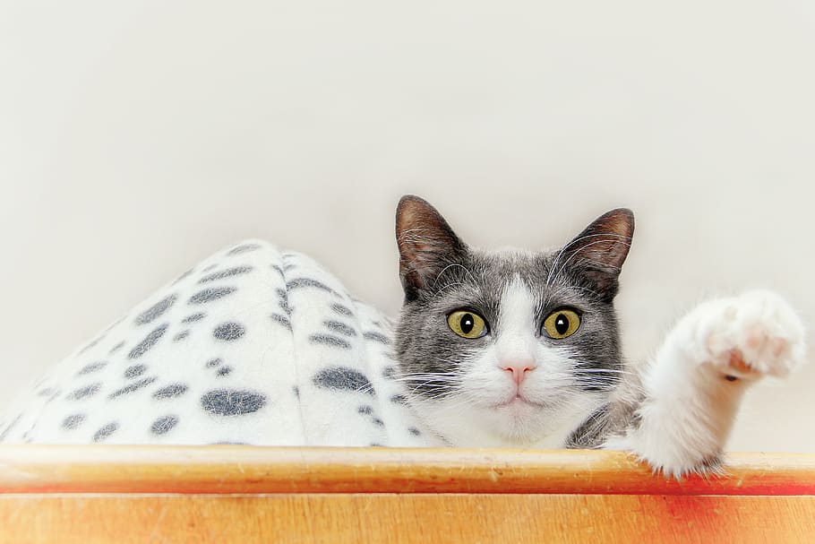 cat, cabinet, lying, close up, domestic cat, pet, portrait HD wallpaper