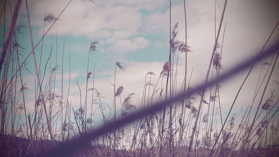 nostalgie, cloud - sky, plant, nature, tranquility, day, no people HD wallpaper