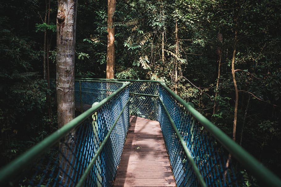 empty bridge between forest at daytime, building, boardwalk, railing HD wallpaper