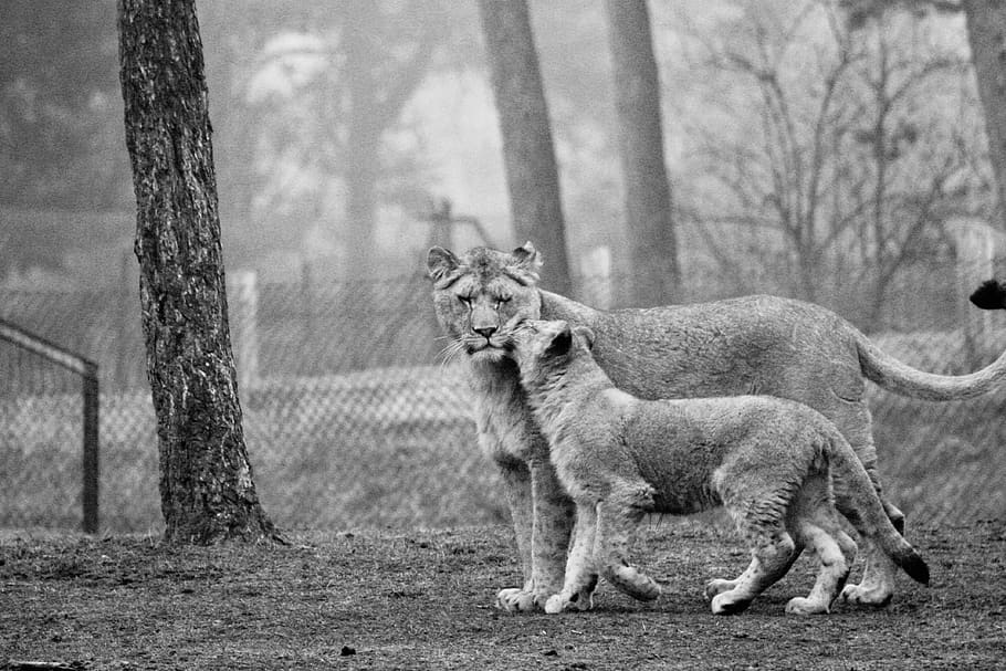 lion, zoo, mammal, animal themes, tree, one animal, land, vertebrate HD wallpaper