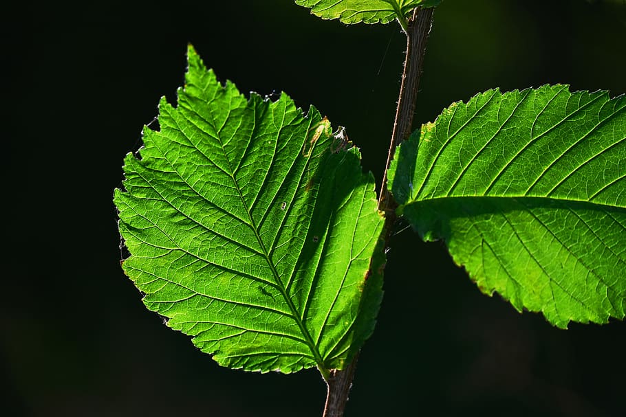 leaf, foliage, twig, vein, pattern, structure, nature, green HD wallpaper