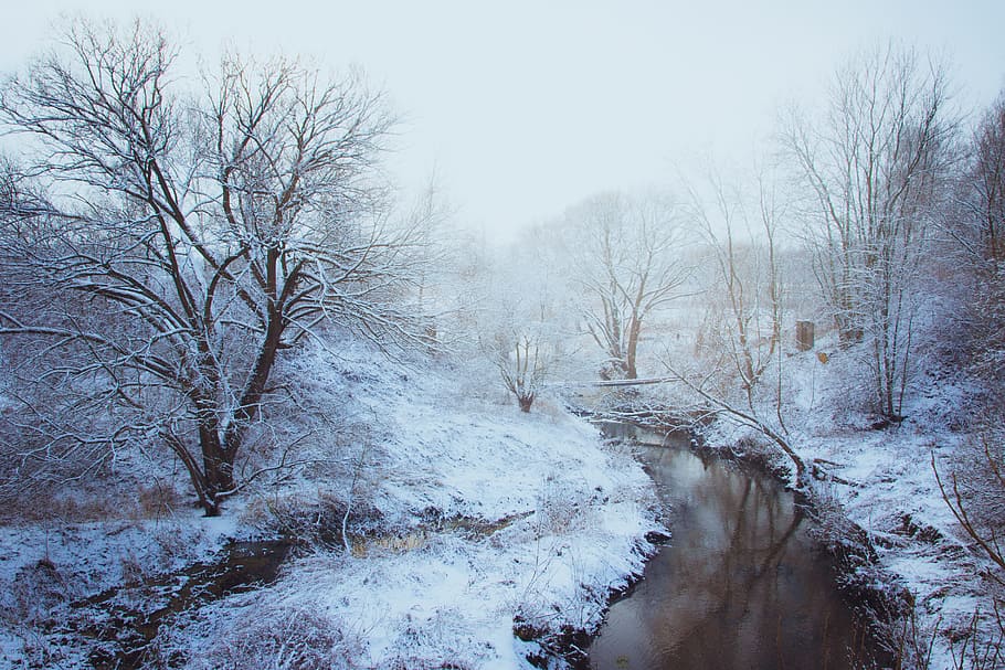Woodland Stream Covered With Snow, branches, cold, daytime, fog HD wallpaper