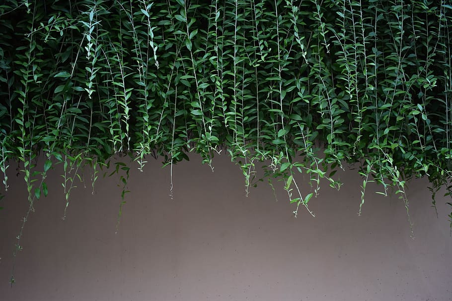 plant, vine, tree, green, contrast, peach, creeper, wall, vegetation, HD wallpaper