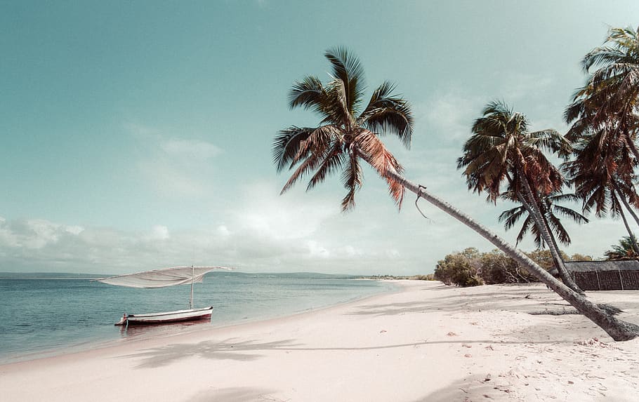 beach beside coconut palm tree, summer, tropical, mozambique HD wallpaper