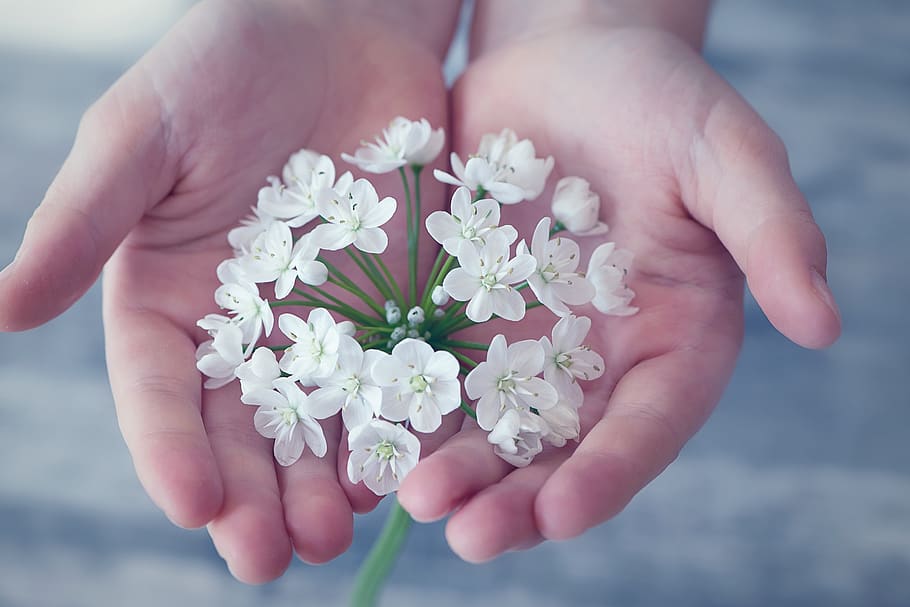 Shallow Focus Photography of White Flower, blooming, blur, close-up HD wallpaper