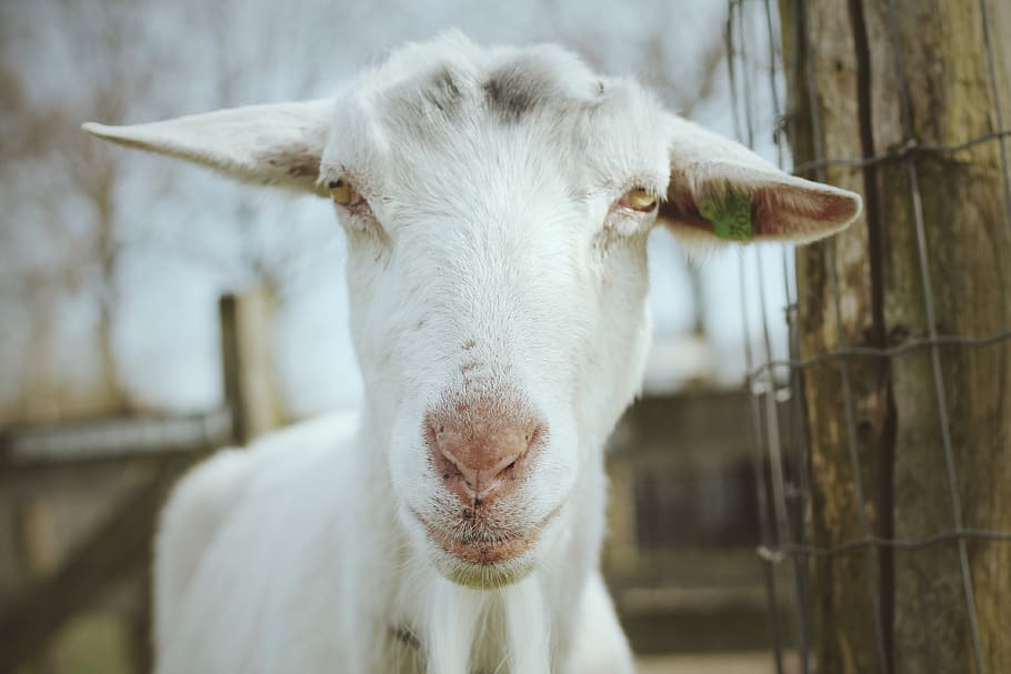 HD wallpaper: selective focus photography of white goat, livestock