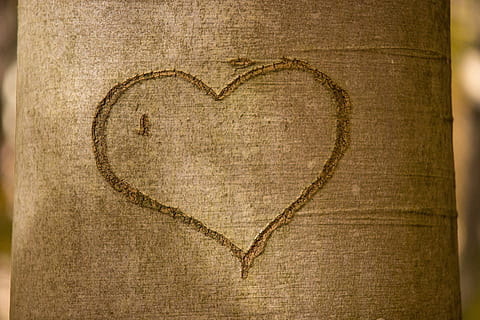 Brown Tree Husk With Heart in Close-up Photo, background, bark HD wallpaper