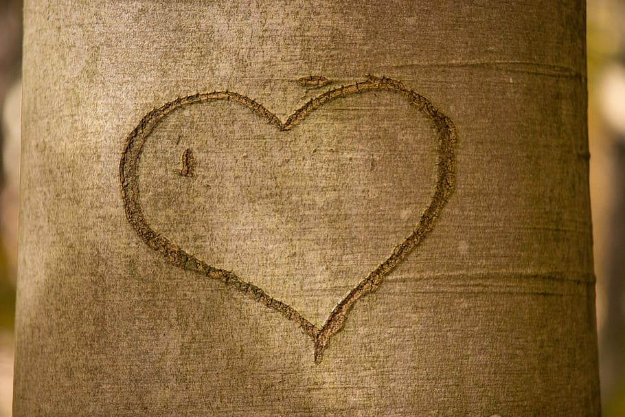 Brown Tree Husk With Heart in Close-up Photo, background, bark HD wallpaper