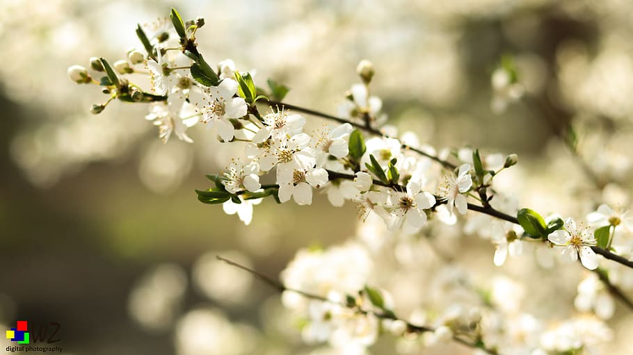 spring, blossom, bloom, nature, petals, branch, plant, flower HD wallpaper
