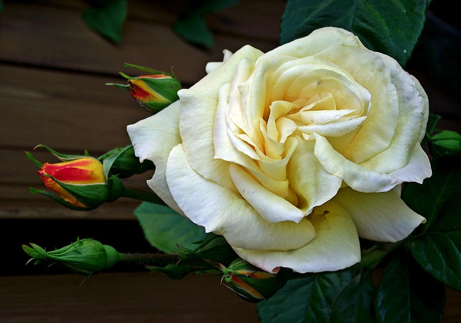 rose, flower, tea, beauty, garden, the smell of, summer, nature HD wallpaper