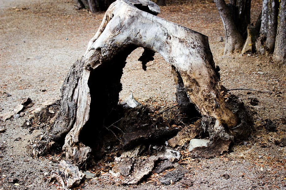 forest, trees, lake, no people, nature, day, land, tree trunk HD wallpaper