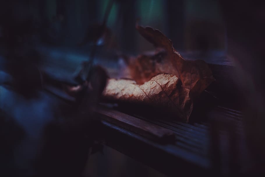 austria, graz, fall, mood, moody, atmosphere, leaf, nature HD wallpaper