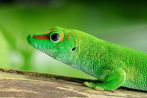 Gecko Lizard, animals, green color, animal themes, one animal HD wallpaper