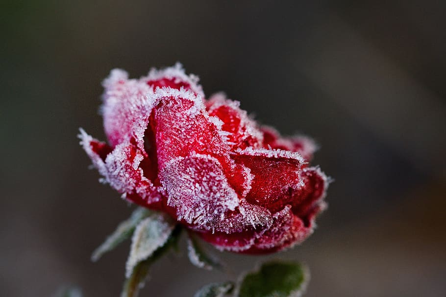 HD wallpaper: rose, winter, flower, icing, frost, red, close-up, berry ...