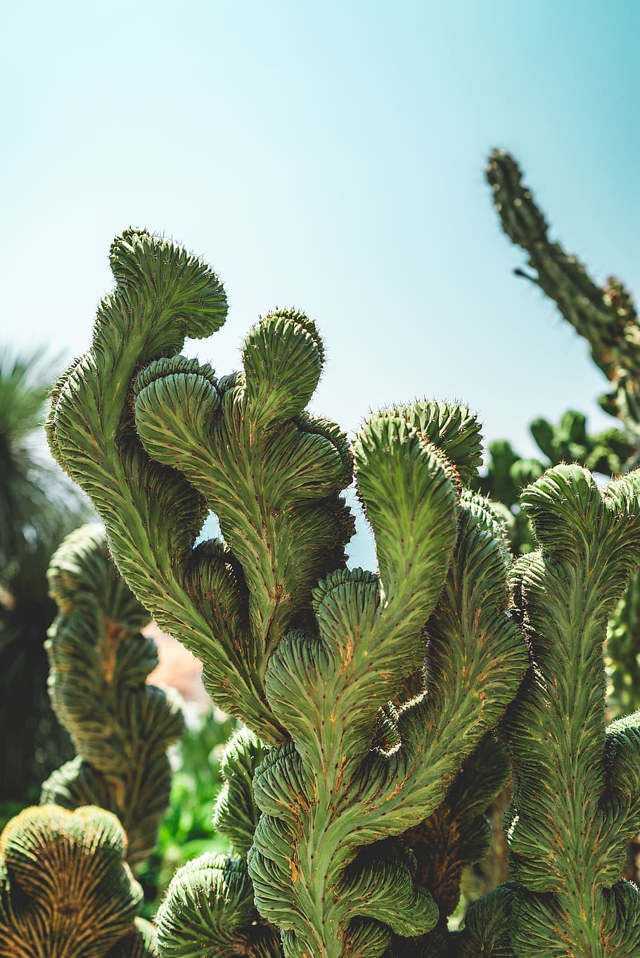 green cactus, plant, sky, cacti, spike, nature, botanical, garden HD wallpaper