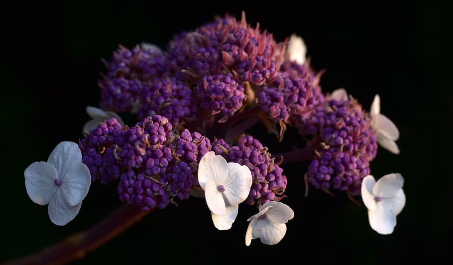 hydrangea, purple, blossom, bloom, flower, greenhouse hydrangea HD wallpaper