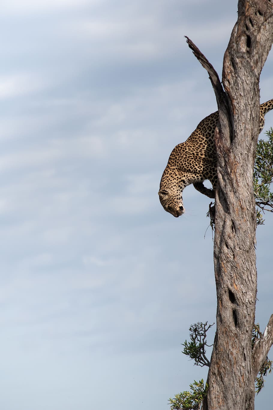 brown leopard on tree, tree trunk, plant, sky, nature, animals in the wild HD wallpaper