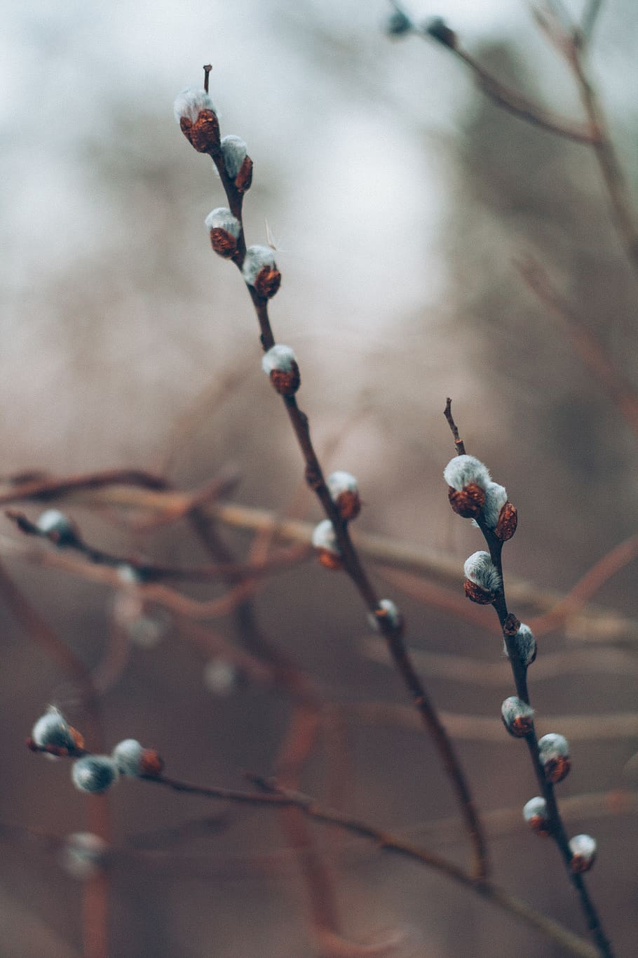 brown brancg, plant, blossom, sprout, flower, bud, food, fruit HD wallpaper