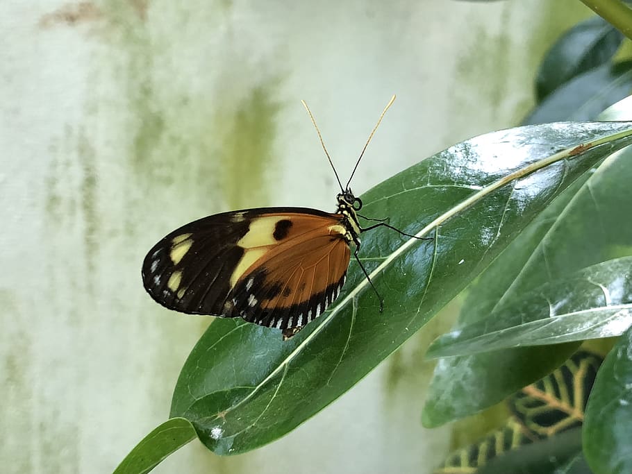 butterfly, invertebrate, insect, animal wildlife, animal themes HD wallpaper
