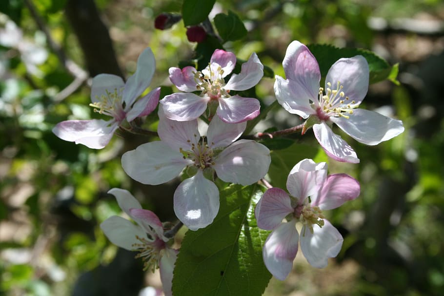 tree, orchard, flower, flowering plant, beauty in nature, fragility HD wallpaper