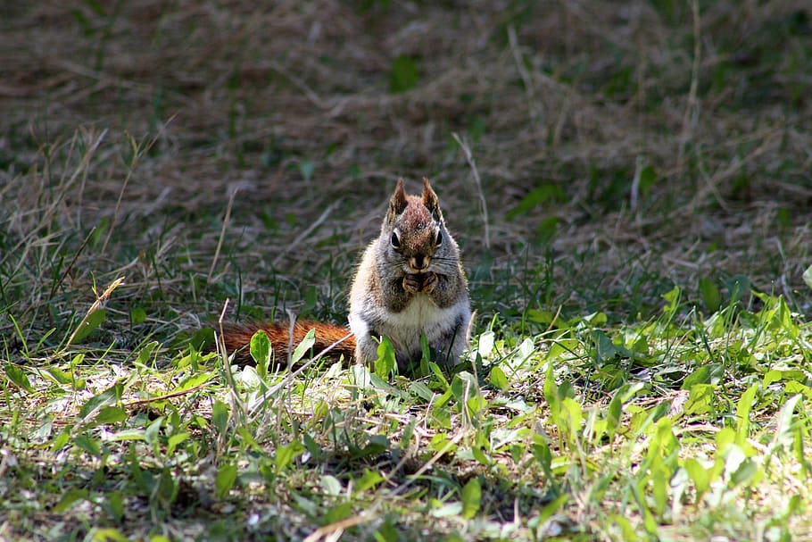 squirrel, eating, nuts, acorn, back yard, nature, cute, furry HD wallpaper