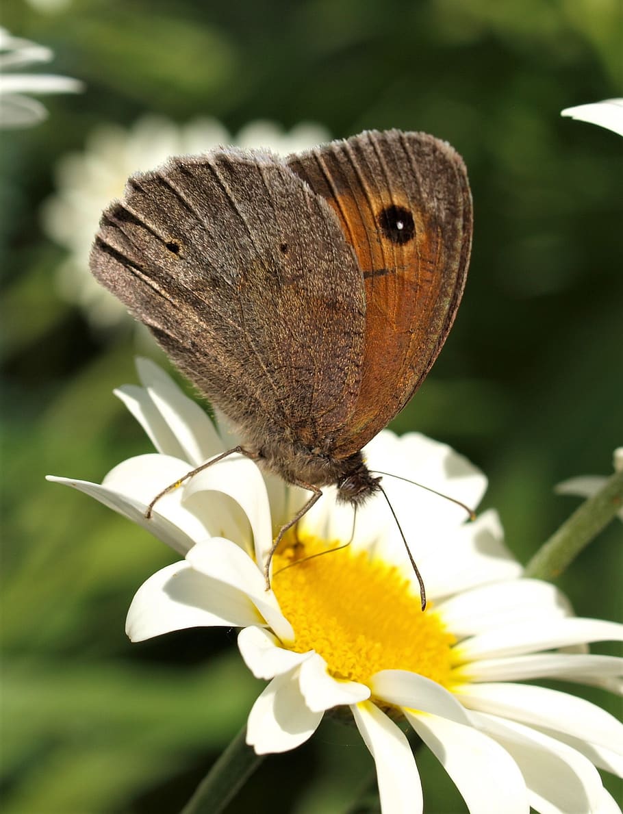 butterfly, insect, nature, wing, lepidoptera, flower, invertebrate HD wallpaper