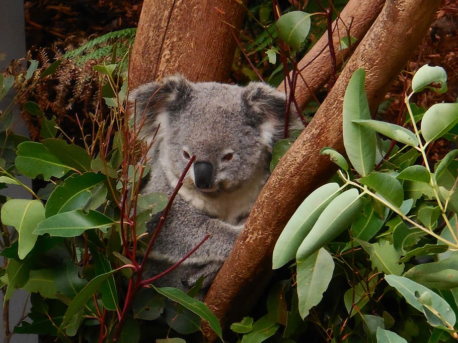 Gray Koala on Tree Branch Digital Wallpaper, animal, blur, fur HD wallpaper