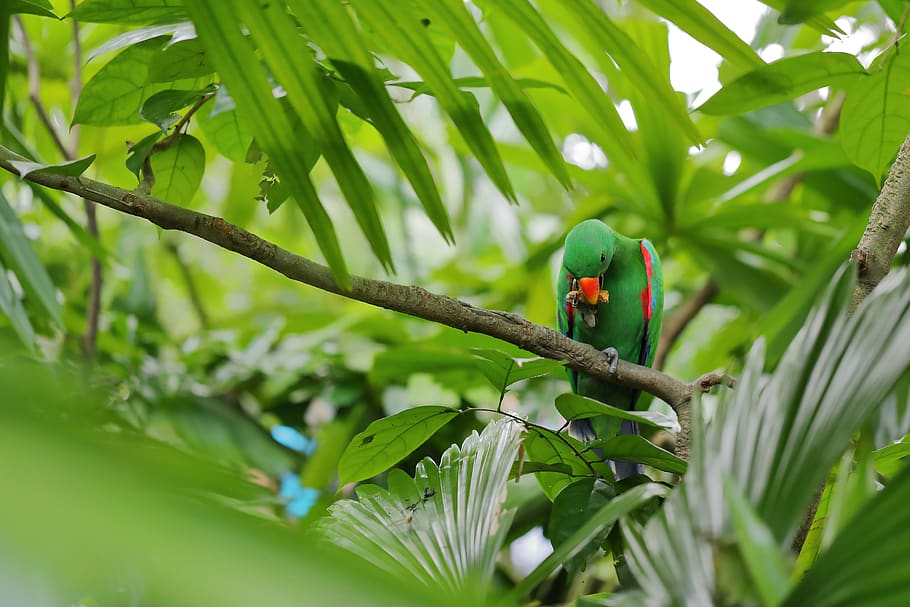 rose-ringed parakeet on tree branch during daytime, bird, animal