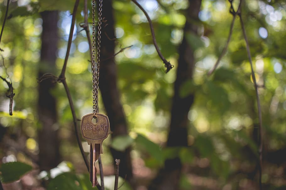 gray key hanging on tree, focus on foreground, plant, day, no people HD wallpaper