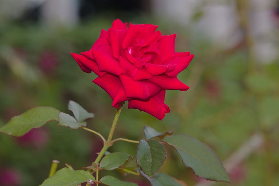 rose, flower, bloom, nature, love, plant, romantic, petals HD wallpaper