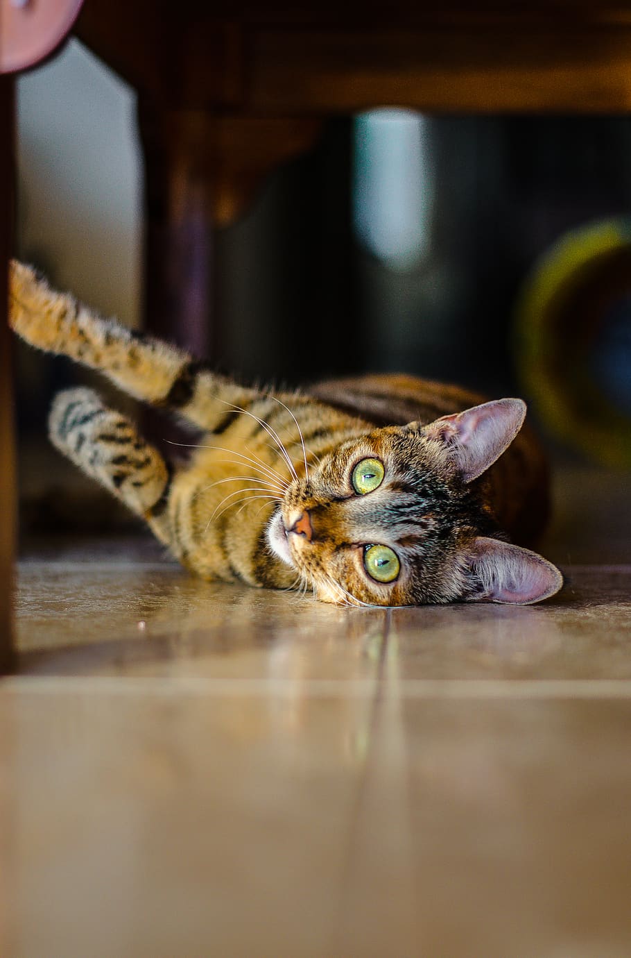 cat, indoor, kitten, pet, eyes, fur, adopt, dont, buy, cute HD wallpaper