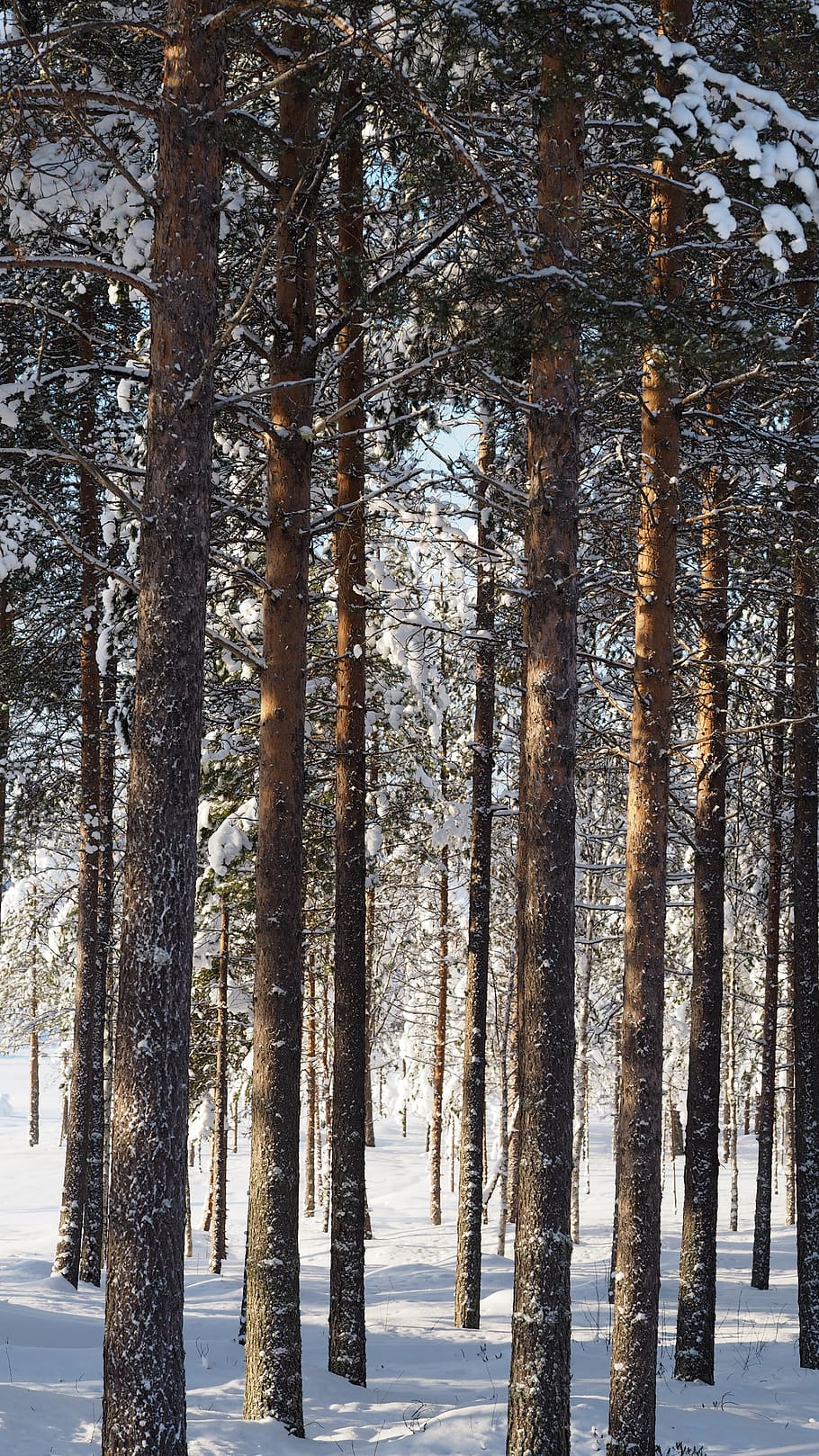pine, forest, winter, snow, wood, tree, evergreen, conifers HD wallpaper