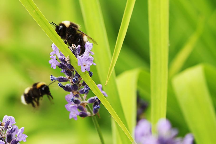 bumblebees, insect, nature, flower, plant, summer, invertebrate HD wallpaper